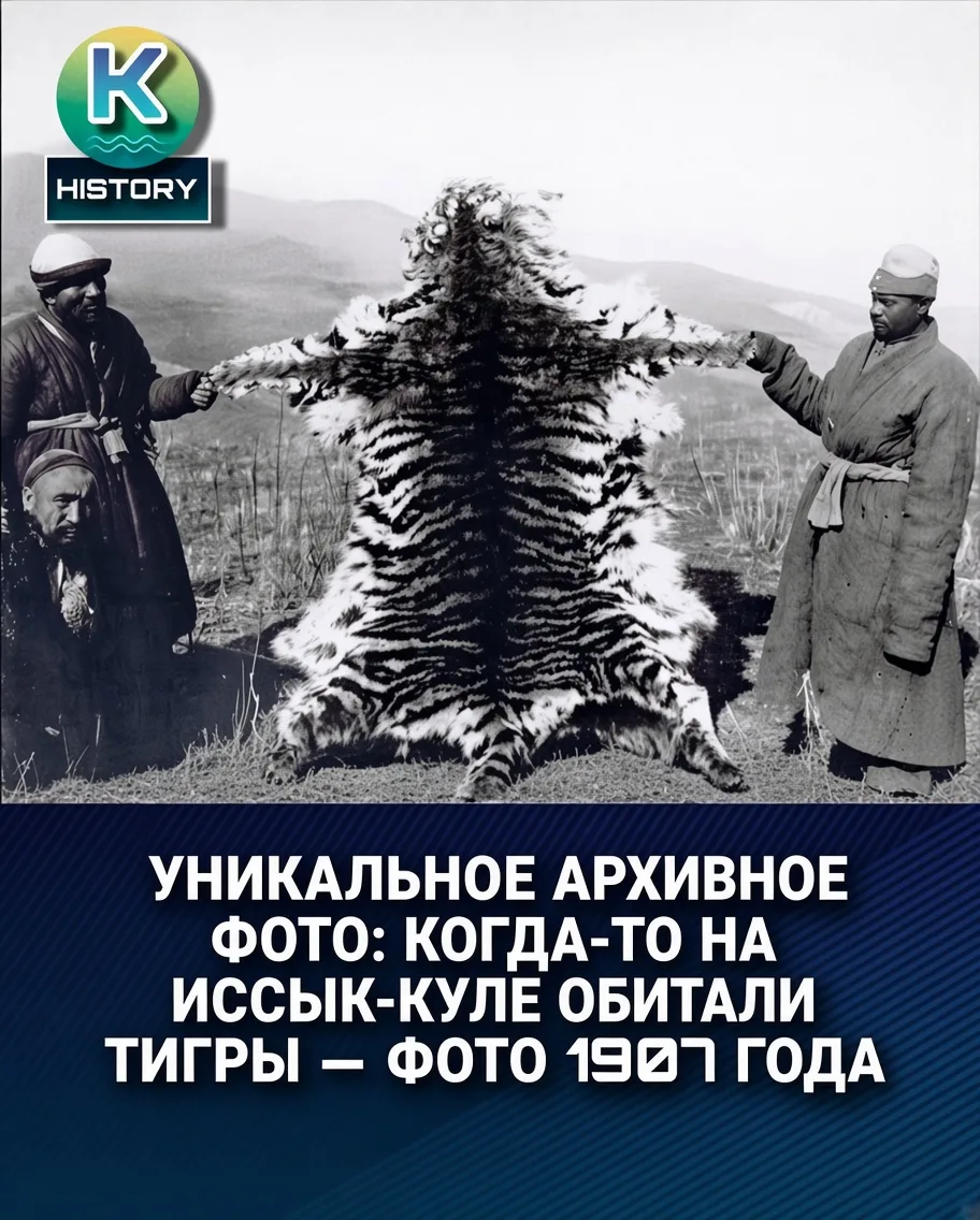 УНИКАЛЬНОЕ АРХИВНОЕ ФОТО: КОГДА-ТО НА ИССЫК-КУЛЕ ОБИТАЛИ ТИГРЫ – ФОТО 1907 ГОДА
УНИКАЛЬНОЕ АРХИВНОЕ ФОТО: 1907 ГОД – КОГДА-ТО НА ИССЫК-КУЛЕ ОБИТАЛИ ТИГРЫ
Трудно поверить, но ещё в начале XX века туранские тигры обитали на территории современного Кыргызстана, в том числе в районе Иссык-Куля.
На архивном снимке 1907 года — охотники со шкурой туранского тигра в Токмаке.
Сегодня этот подвид полностью исчез с территории Кыргызстана. Этот редкий кадр — напоминание о том, насколько необычной когда-то была природа нашего края.
Источник: Центральный государственный национальный архив КР