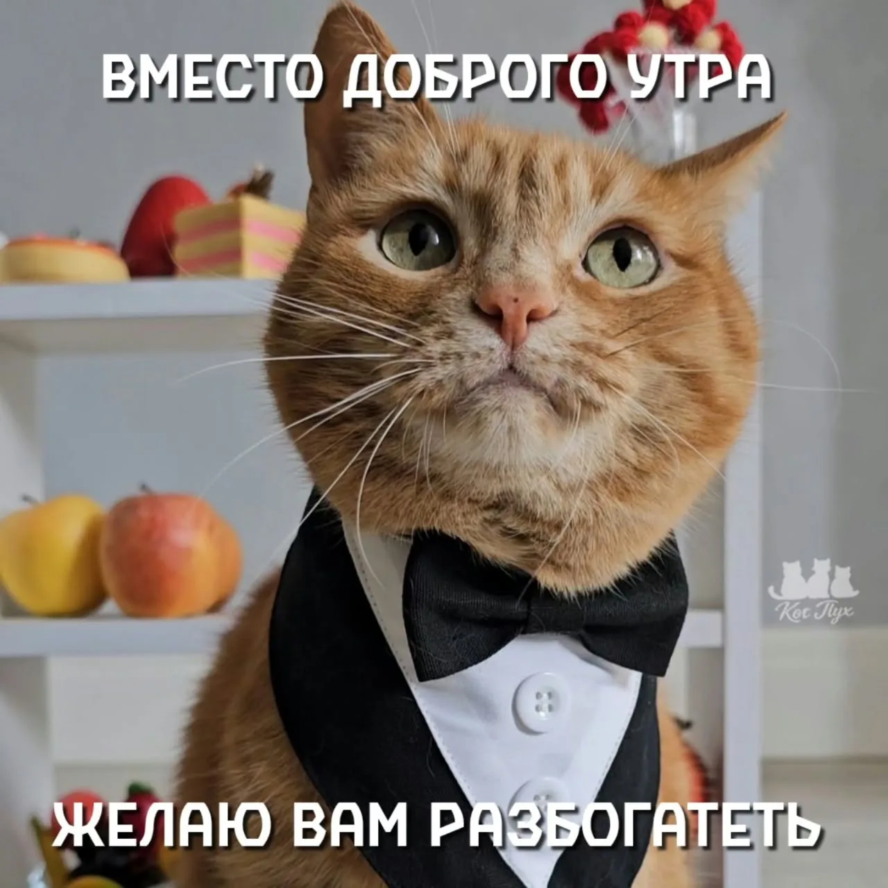 Пожелание от кота 😺