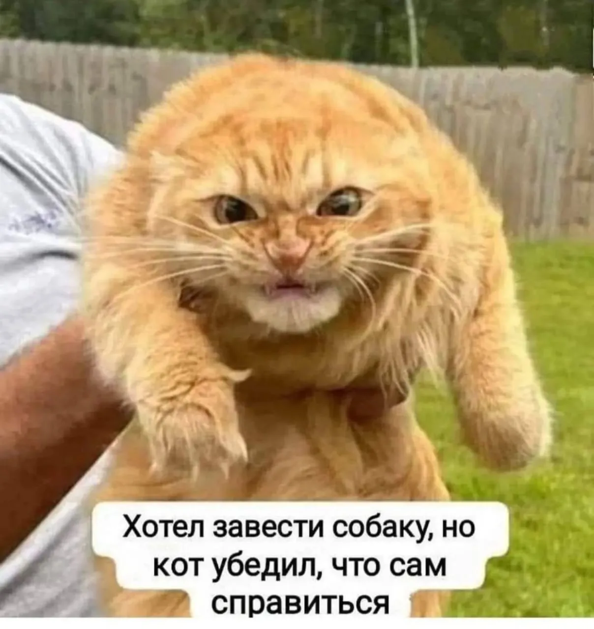 Хотел завести собаку, но кот убедил, что сам справится.