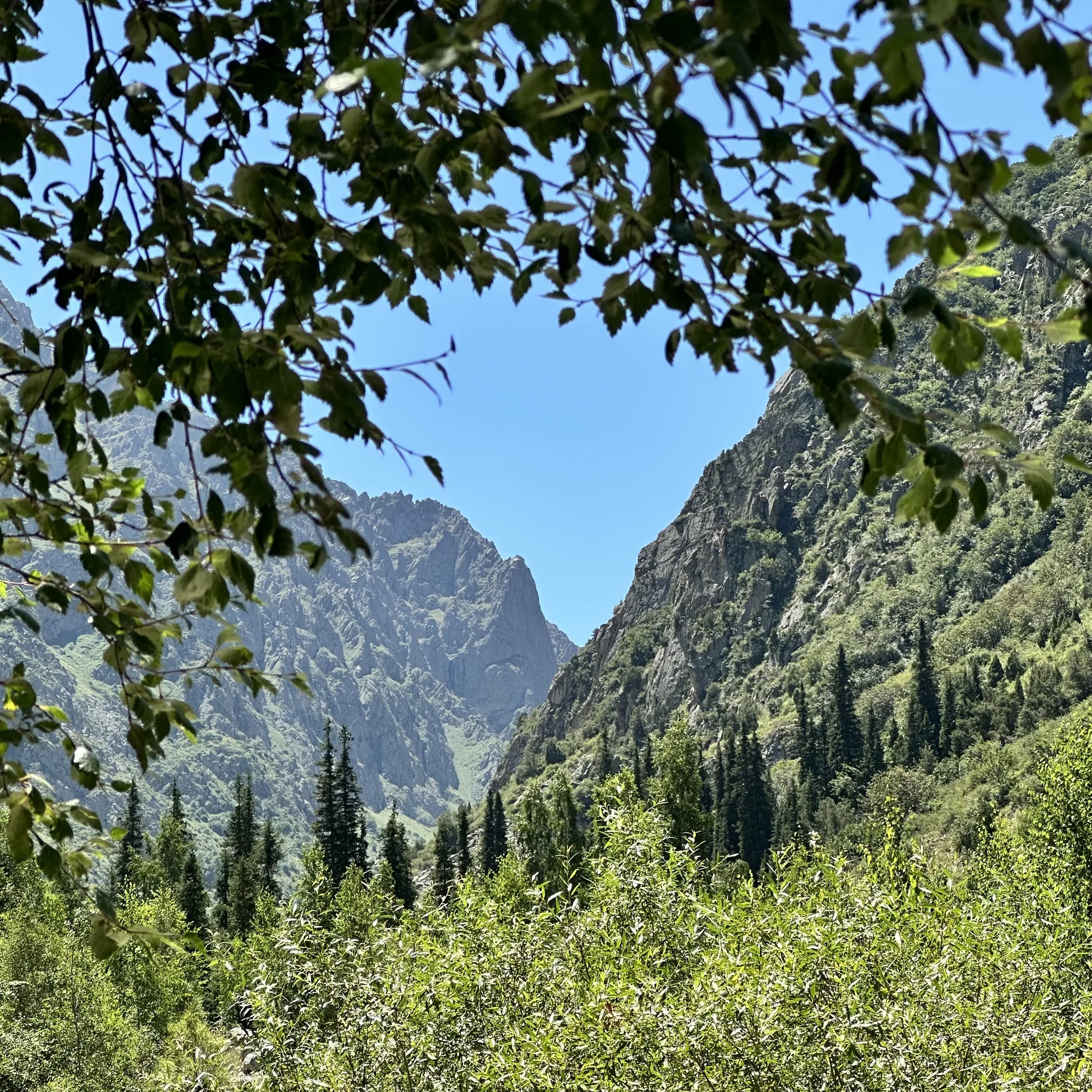 Ала-Арча❤️