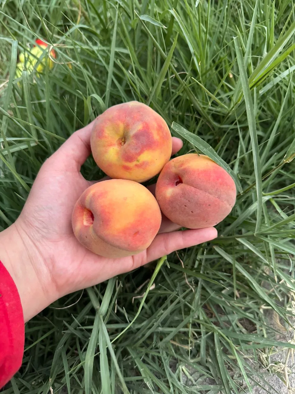 Первые персики с моего сада